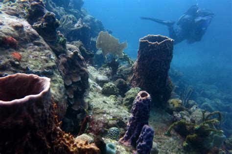 Page d'accueil officielle du comité du tourisme des îles de guadeloupe. Welt des Schweigens - Abtauchen in der Réserve Cousteau