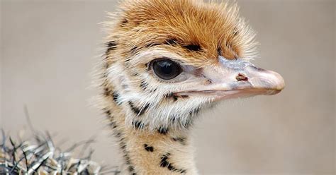 Baby Ostriches All You Need To Know With Pictures Birdfact