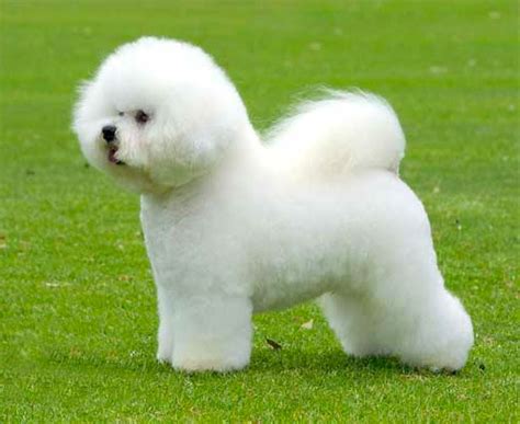 Bichon Frise Info Temperament Lifespan Puppies Pictures