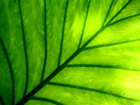 Chlorophyll - Renewed Living Renewed Living