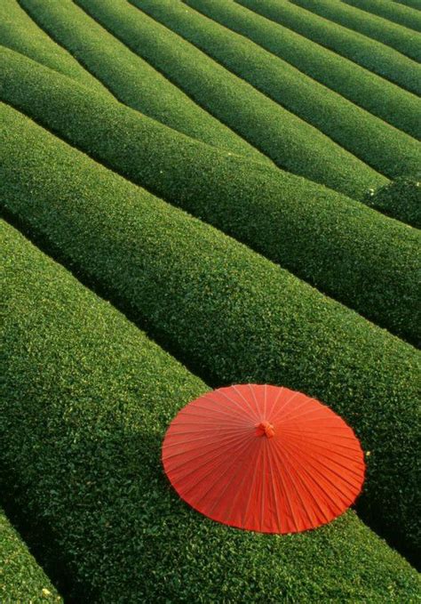 At umbrella corporation we keep you informed about resident evil through our posts. Tea Feild in Honshu,Japan: | Nature photos, Red umbrella ...