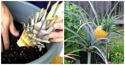 Grow Your Own Pineapple Plants Simply By Slicing The Top Off And