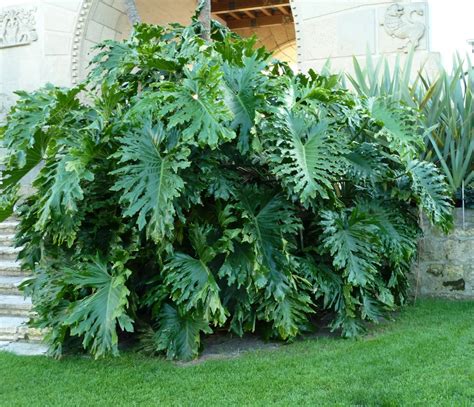 Looking For A Low Maintenance Houseplant Consider A Philodendron