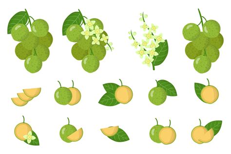 conjunto de ilustraciones con frutas exóticas mamoncillo flores y