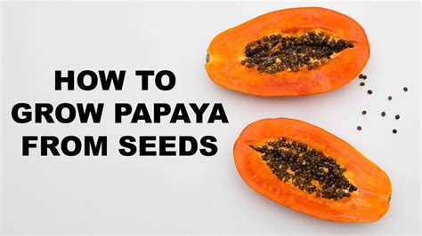 How To Grow Papaya From Seeds At Home Easily Step By Step Part 1