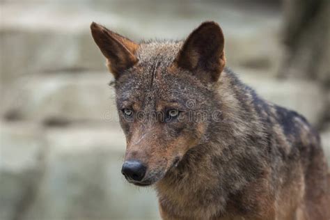 Iberian Wolf Canis Lupus Signatus Stock Photo Image Of Natural