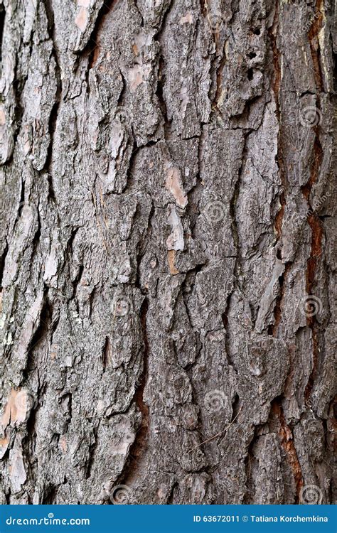 Bark Of Pine Tree Stock Image Image Of Nature Conifer 63672011