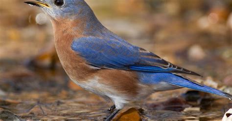 Bluebird boxes help bird recover from declining population