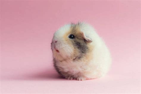 14 Pictures Of The Cutest Guinea Pigs In This World Booboo Reckon Talk
