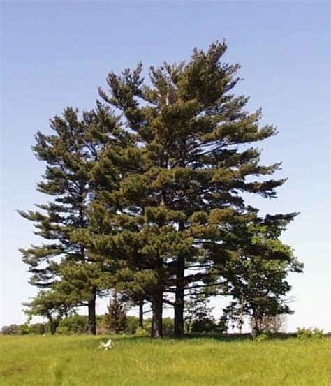 3 Types Of Pine Trees In Wisconsin Progardentips
