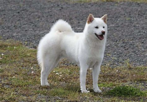 Top Cutest Japanese Dog Breeds You Can Ever Have Our Dog Breeds