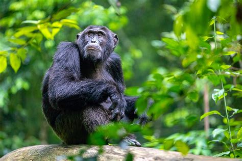 Why Seeing Chimpanzees In Uganda Is One Of The Worlds Greatest