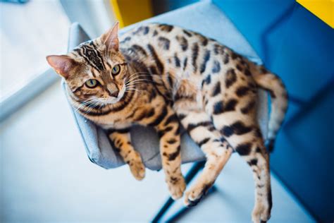 Nama lain kucing bengal adalah kucing blacan. Dijuluki Mini Leopard, Ini 10 Potret Kucing Bengal: Dari ...