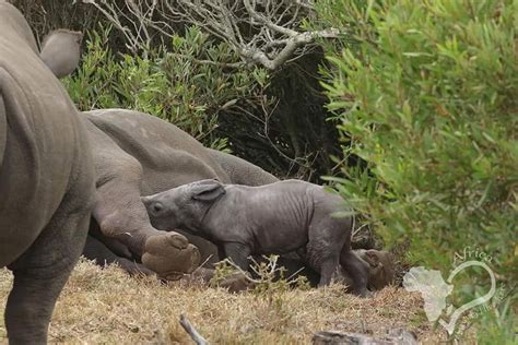 Birth Of Rhino Calf Melts Hearts Across Sa