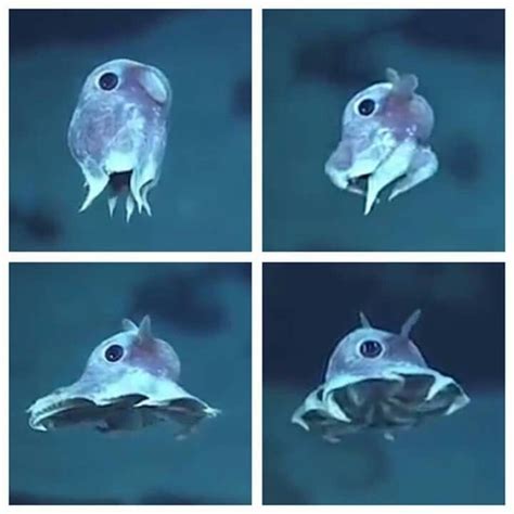Weird Sea Creatures Beautiful Sea Creatures Ocean Creatures Animals