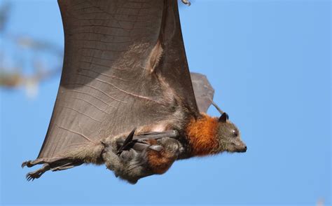 Baby On Board A Grey Headed Flying Fox In Flight With Its Baby