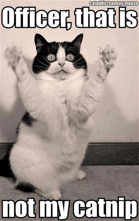 So what happens when you combine your love for cats with some mad, mad captions? Funny Dog (and Cat) Photos with Captions | Motley Dogs