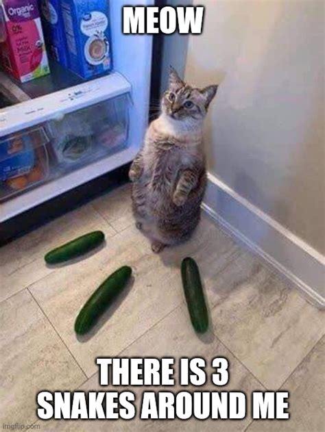 Cucumbers Cat Memes Imgflip