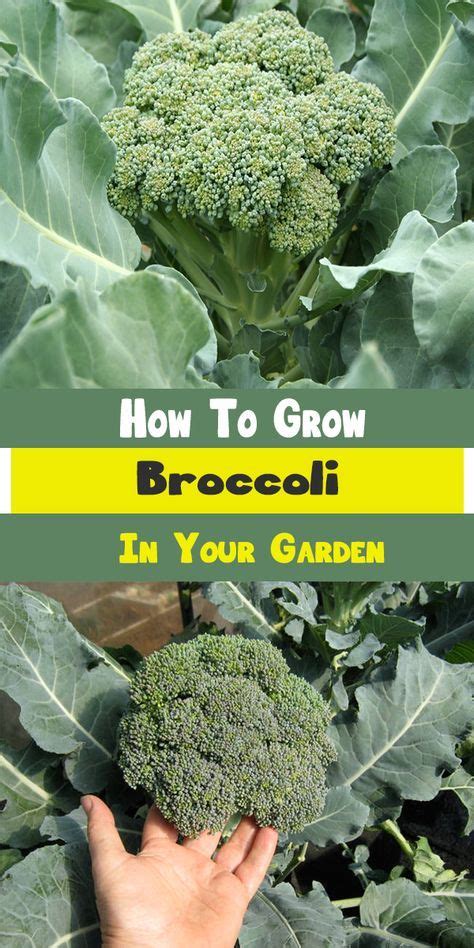 How To Grow Broccoli In Your Garden Indoor Vegetable Gardening