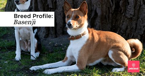 Could The Basenji Be The Perfect Dog For You Blog