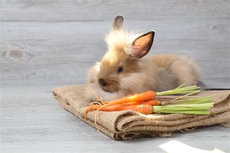 How To Get A Rabbit To Gain Weight A Step By Step Guide Rabbit Informer