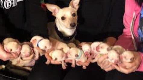 How Many Puppies Do Chihuahuas Have The First Time Chihuahua Dog