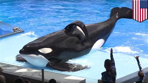 Seaworld Killer Whale Shows At San Diego Park To End No More Orca