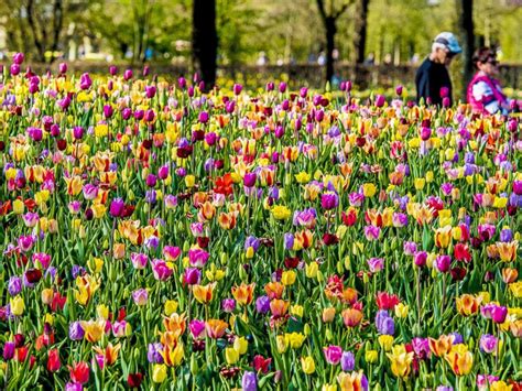 The Garden Of Europe Is In Full Bloom In The Netherlands Abc News