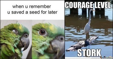 10 Funny Bird Dog Memes Factory Memes