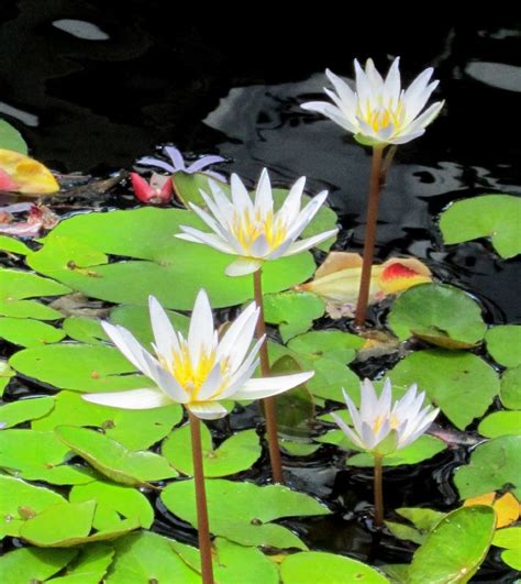 White Tropical Water Lily Water Garden Live Pond Plant