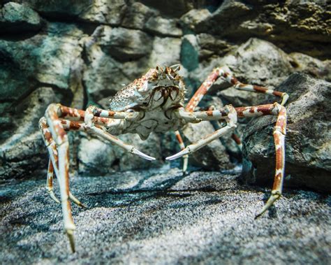 Comment Tuer Le Crabe Geant Dans The Island - Bio marine, les crustacés, le crabe araignée géant du Japon