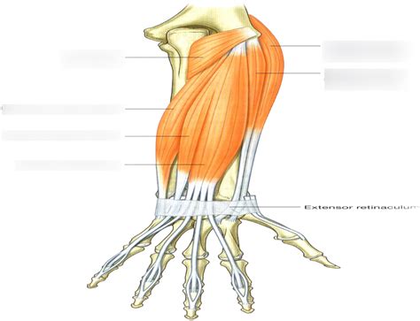 Posterior Forearm Muscles Superficial Layer Diagram Quizlet