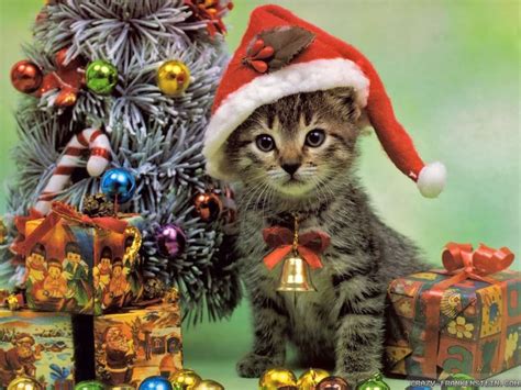 Christmas Kitten Cats Wallpaper 36711832 Fanpop