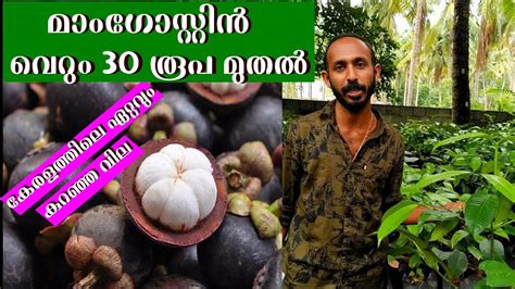 1.agriculture quiz malayalam, 2.agriculture quiz questions in malayalam. Mangosteen Malayalam മാംഗോസ്റ്റിൻ ചെടികൾ ഏറ്റവും കുറഞ്ഞ ...