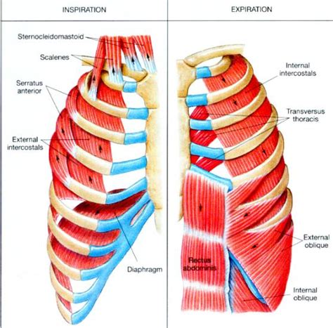 The Intercostal Muscles Of The Ribcage
