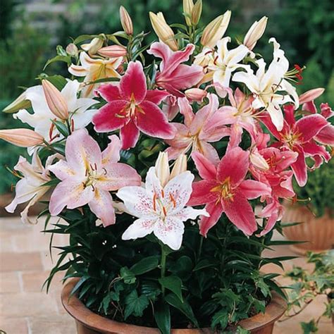 Brecks Oriental Lily Border Mixed Bulbs 10 Pack 1445 The Home Depot