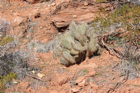 Although the prickly pear cactus is the only member in the opuntia genus of cacti, there are over 200 different species within the genus. Red Cliffs Desert Reserve » Englemann Prickly Pear ...