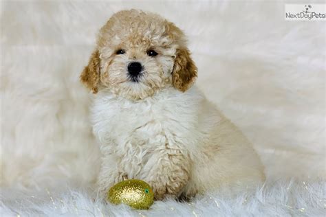Prairie hill puppies is proud to offer a variety of cavapoo puppies for sale. Bowser: Cavapoo puppy for sale near Central Michigan, Michigan. | 774e3aa1-9f21