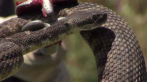 Hikers Warned After Rattlesnake Bites Woman At Torrey Pines Fox 5 San