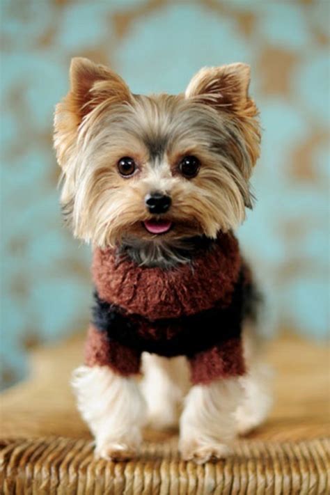 Weitere ideen zu süße hunde, süße hunde welpen, hunde welpen. Die süßesten Bilder von Hunden! - Archzine.net