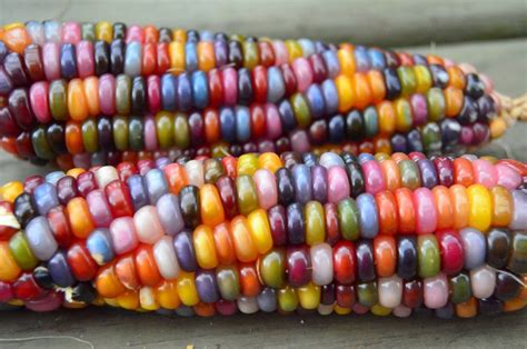 How To Grow Harvest Dry And Cook Beautiful Glass Gem Corn Dengarden