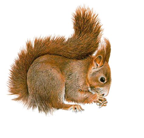 Free Squirrel Png Transparent Images Download Free Squirrel Png