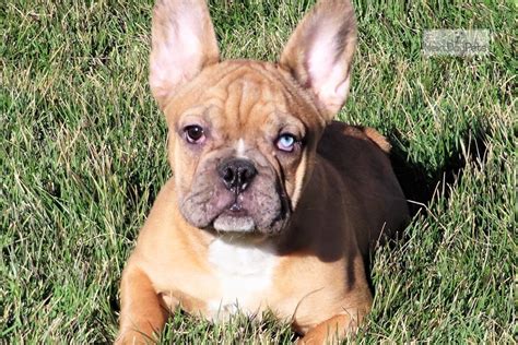 Here we have our stunning litter of french bulldog puppies 6 beautiful girls and 1 beautiful boy. Confetti Merle: French Bulldog puppy for sale near Denver ...