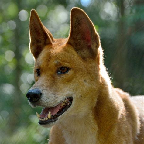 Dingo Facts Wisdom Panel™ Dog Breeds