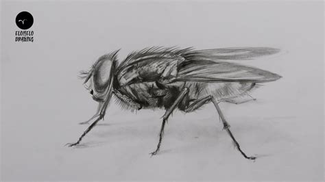 How To Draw A Fly Pencil Sketch Fly Drawing Youtube