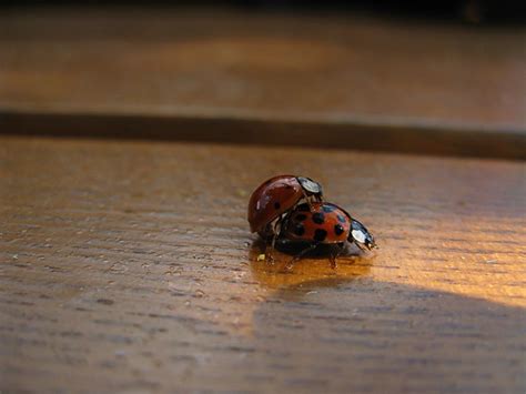 Sex On The Desk Marienkäfer Unbestimmt Coccinellidae In Flickr