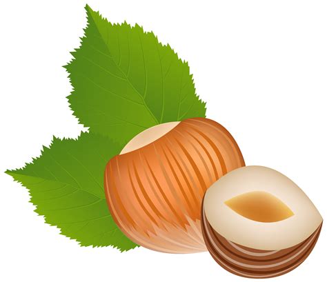 Free Hazelnut Cliparts Download Free Hazelnut Cliparts Png Images