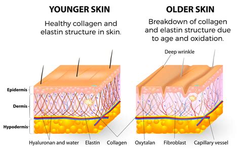 Skin Biology Raw Biology