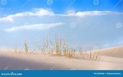 Desert Grasses Growing Along A Sand Dune Stock Photo Image Of Golden