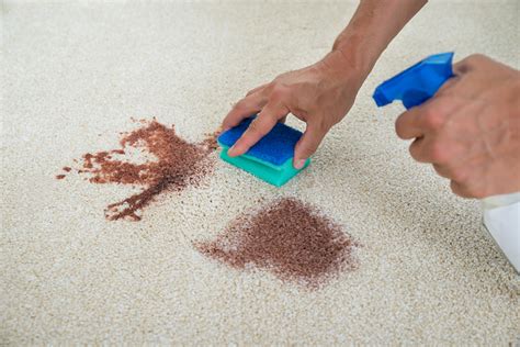 Martha Stewarts Ultimate Guide To Carpet Stain Removal